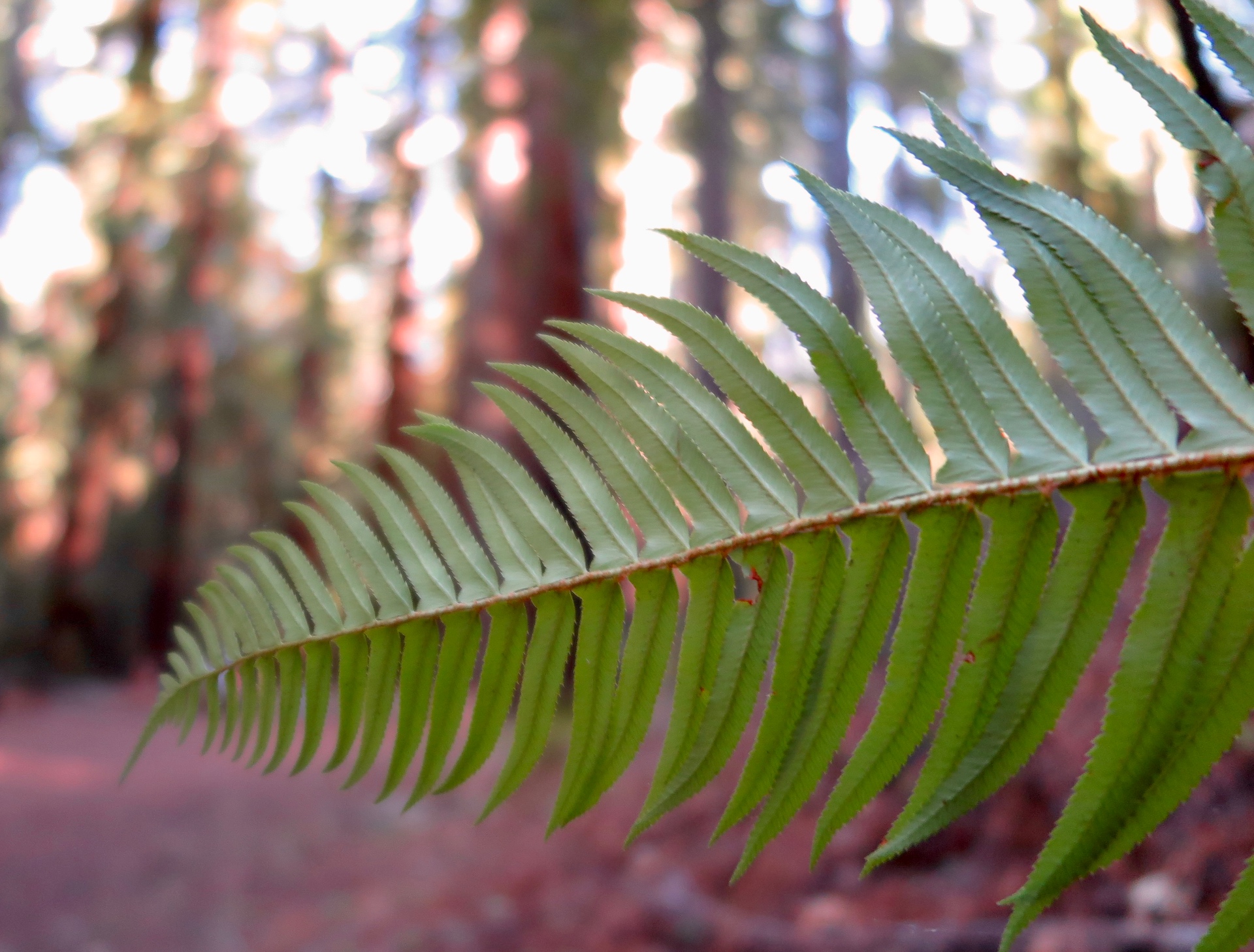 Fern frond in soft forest light